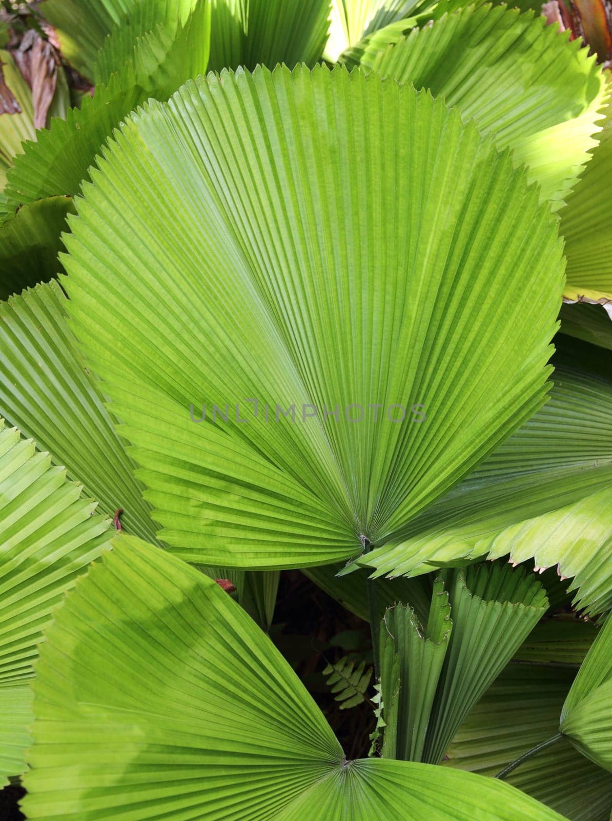 Green palm leaf