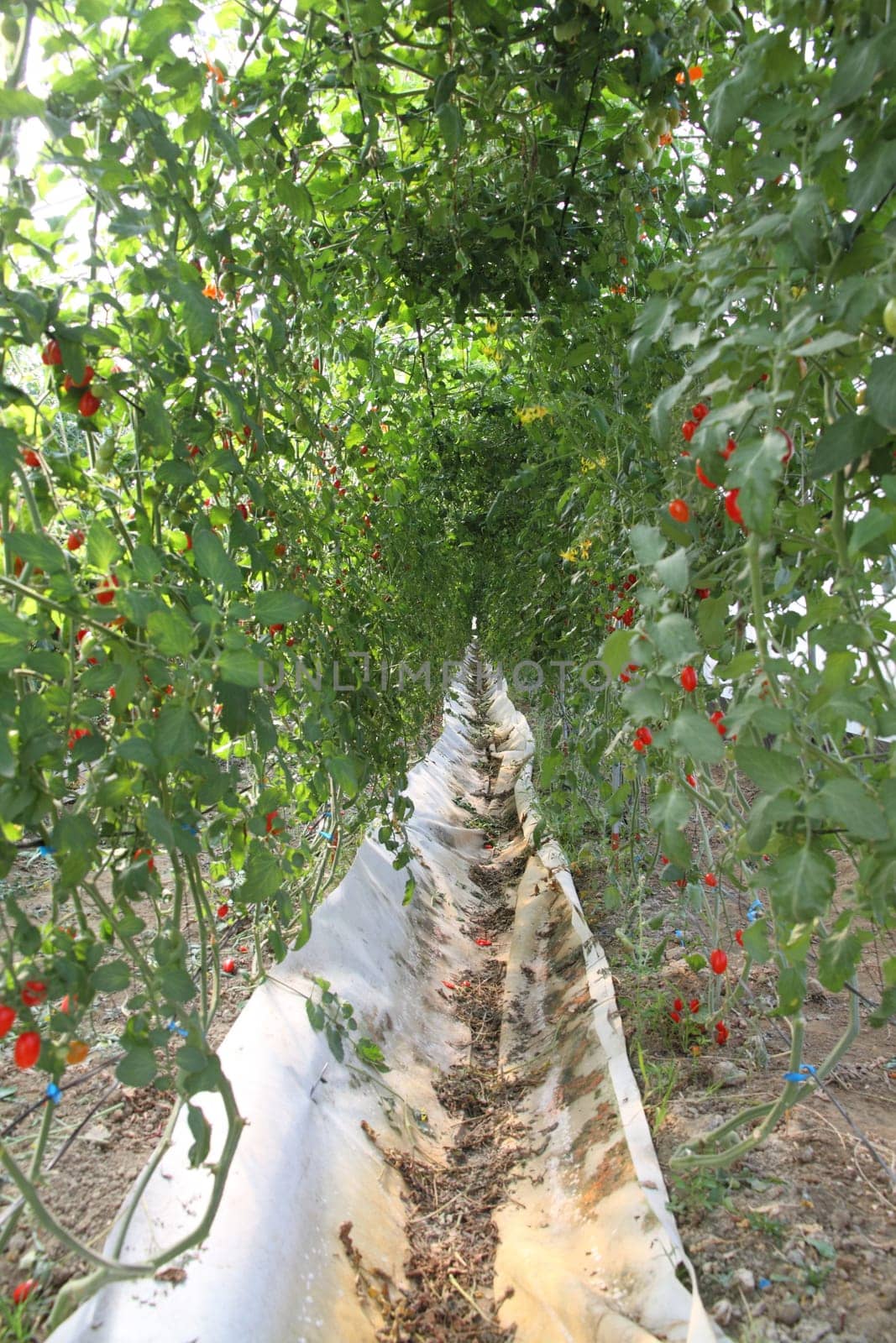 Organic tomato farm