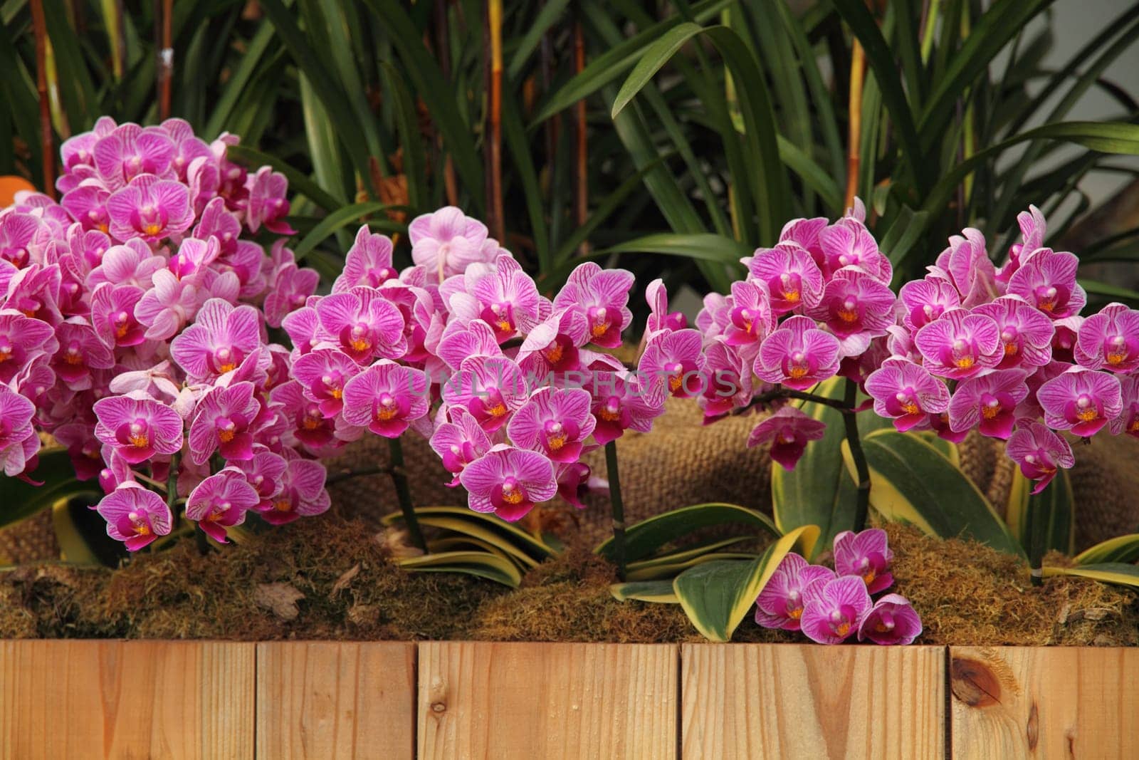 Flower bed at patio