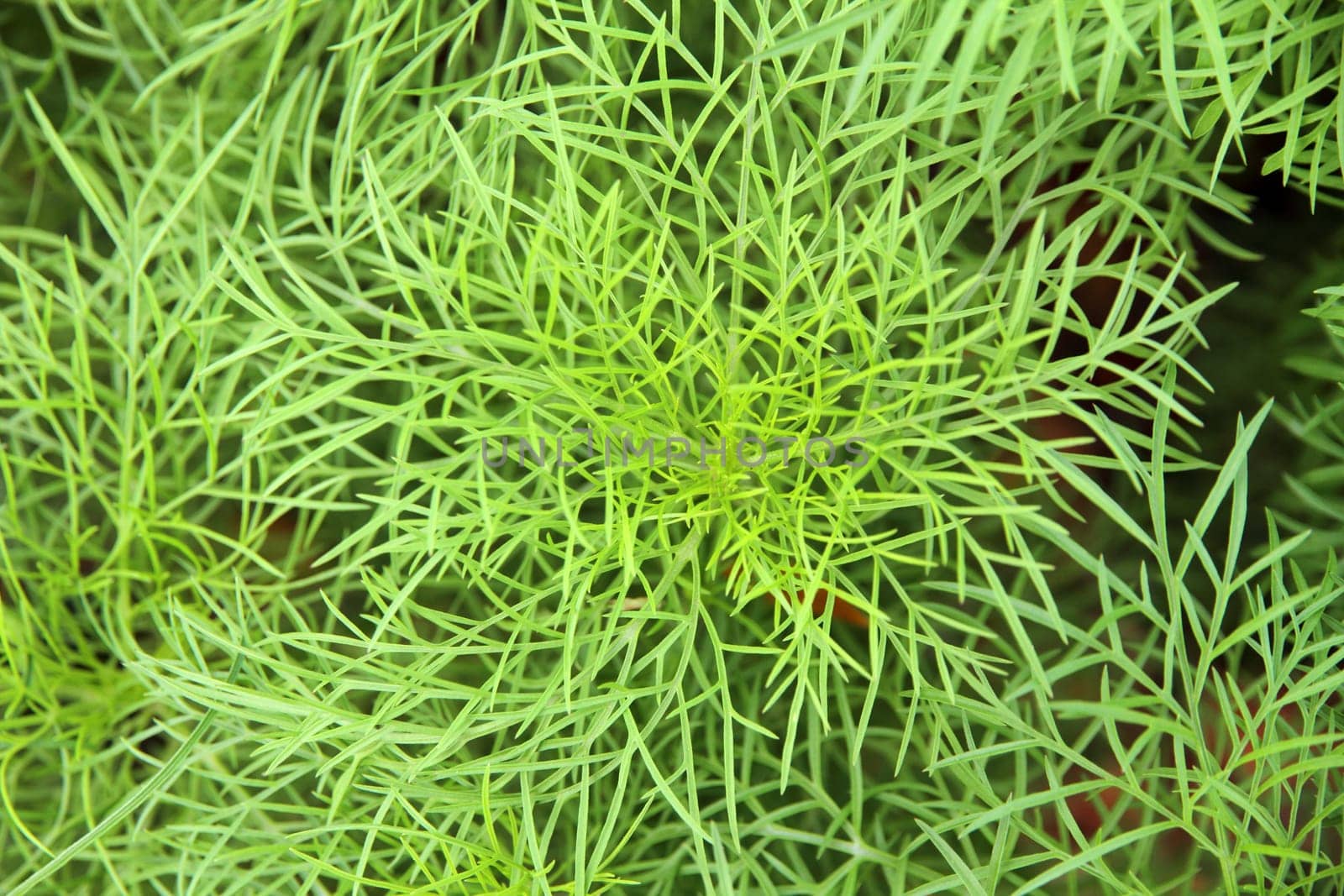 Abstract green leaf background and texture (Close up of cosmos leaf)