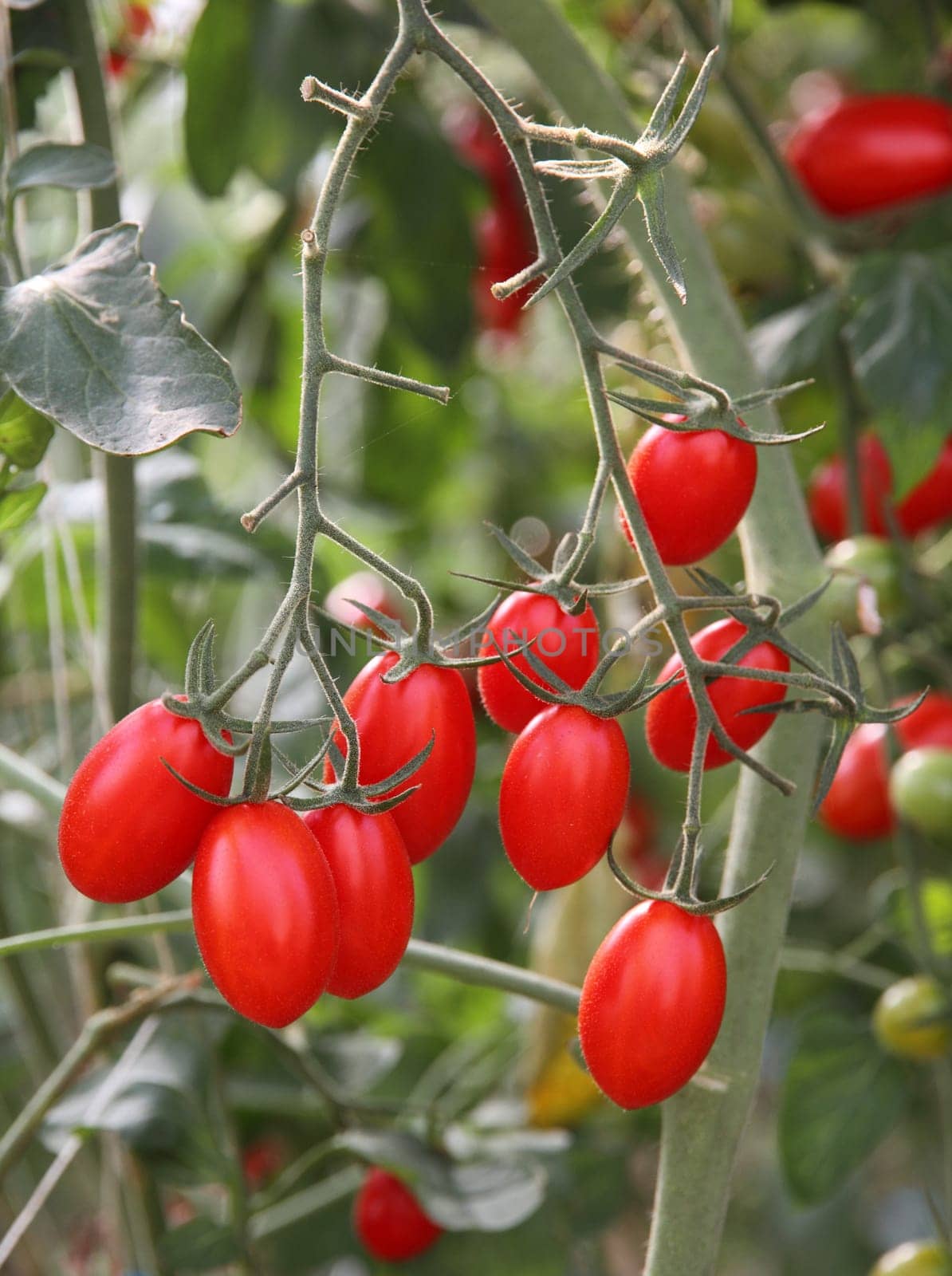 Fresh tomatoes plants