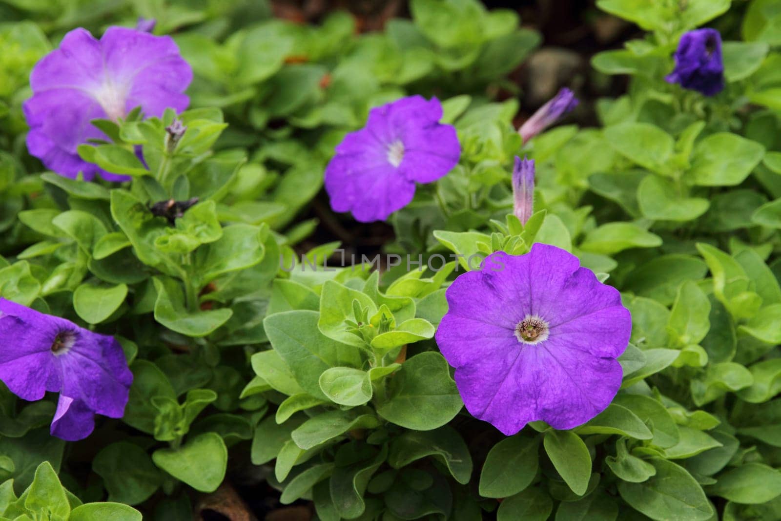 Purple Petunia flower