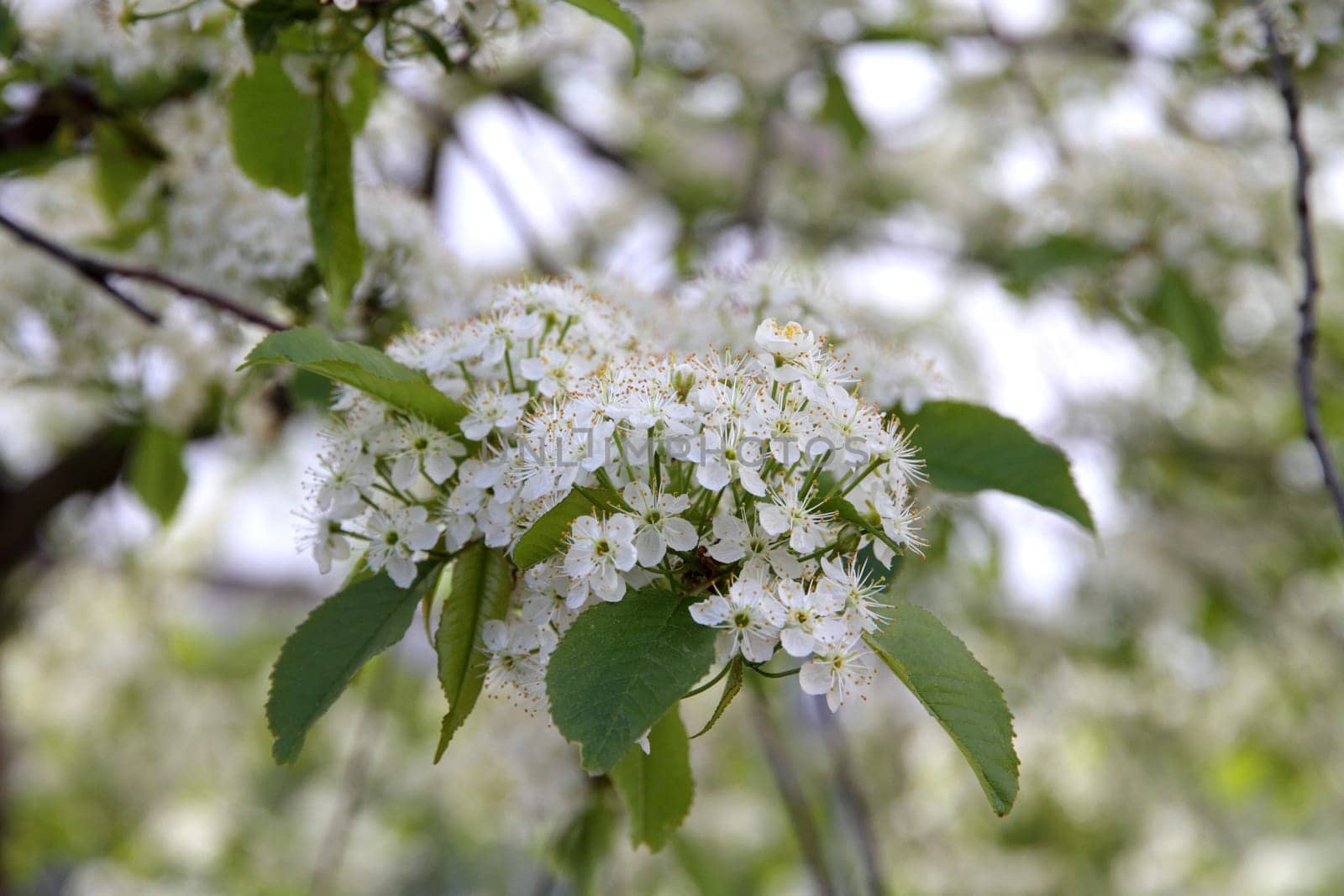 Prunus padus(Bird Cherry) blossoming in early spring