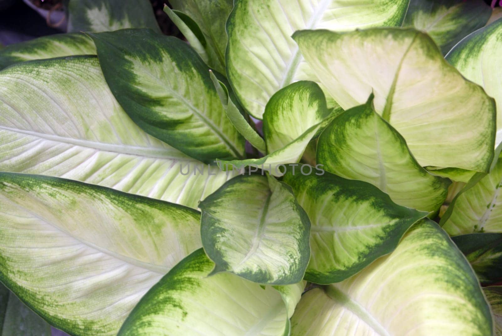 a green tropical leaf background