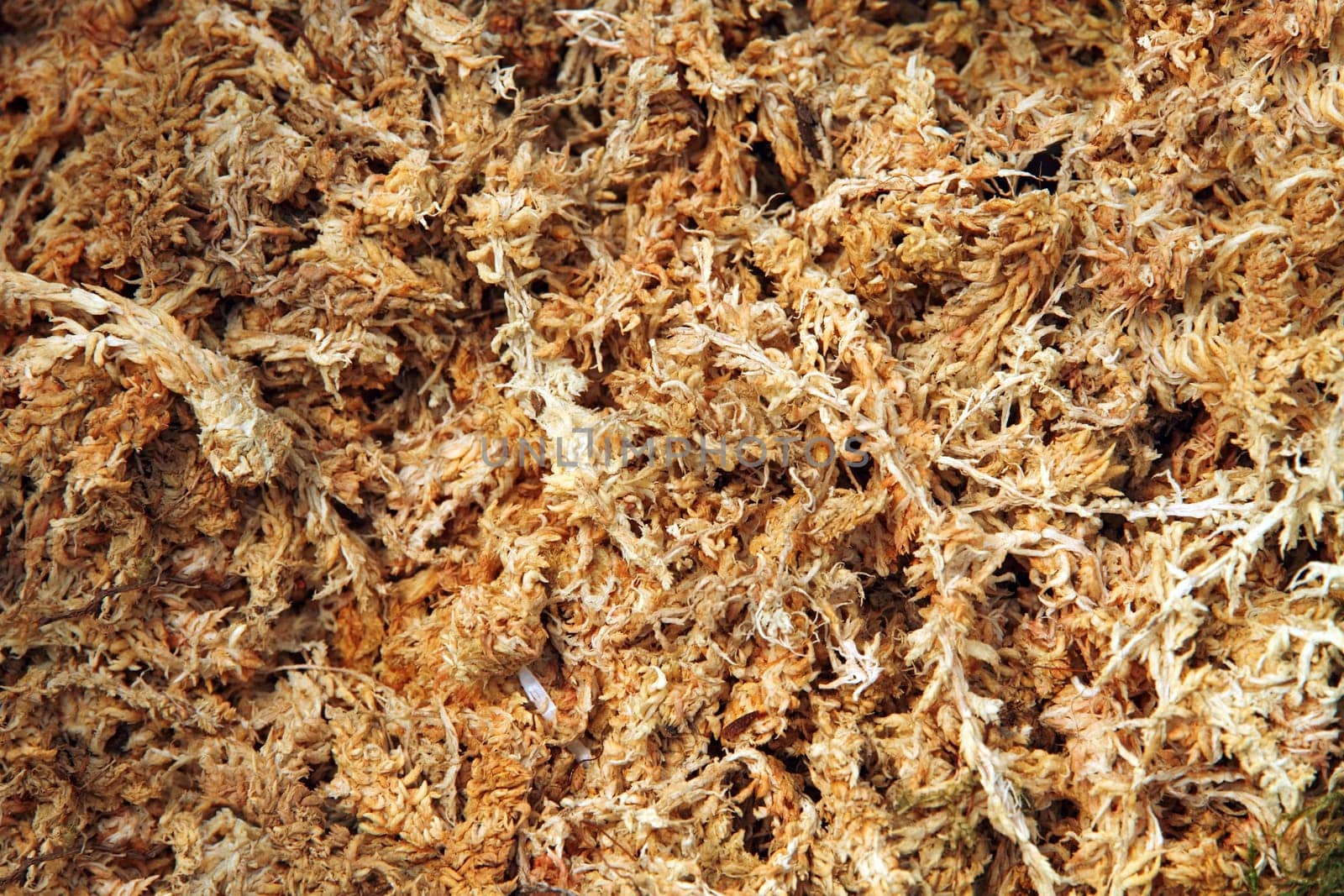 Dried sphagnum moss background