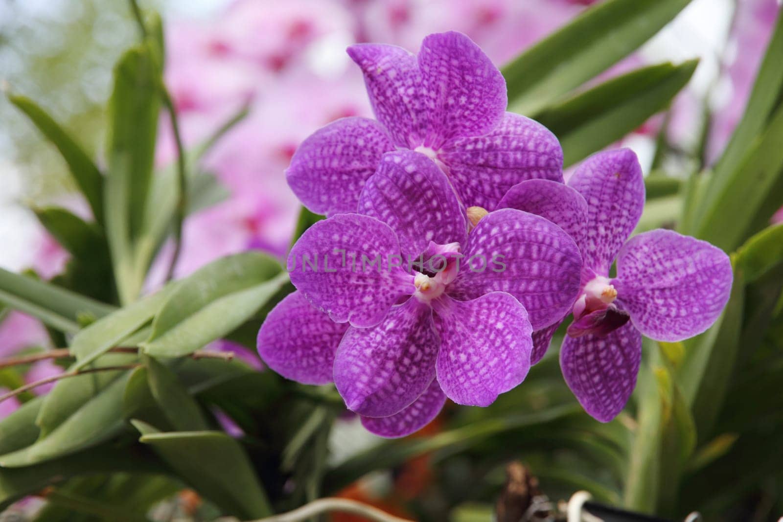 Purple orchid flower blossoming (Vanda coerulea)