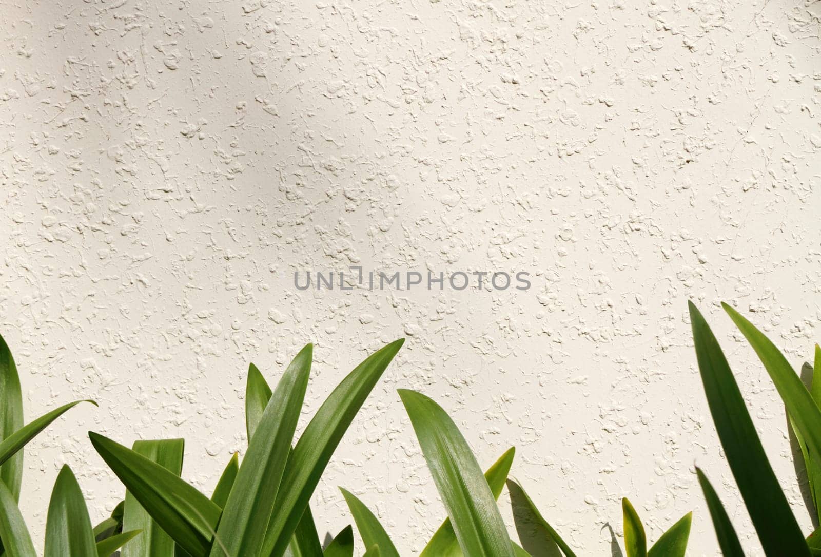 Leaf border on white/beige wall (amaryllis leaf)