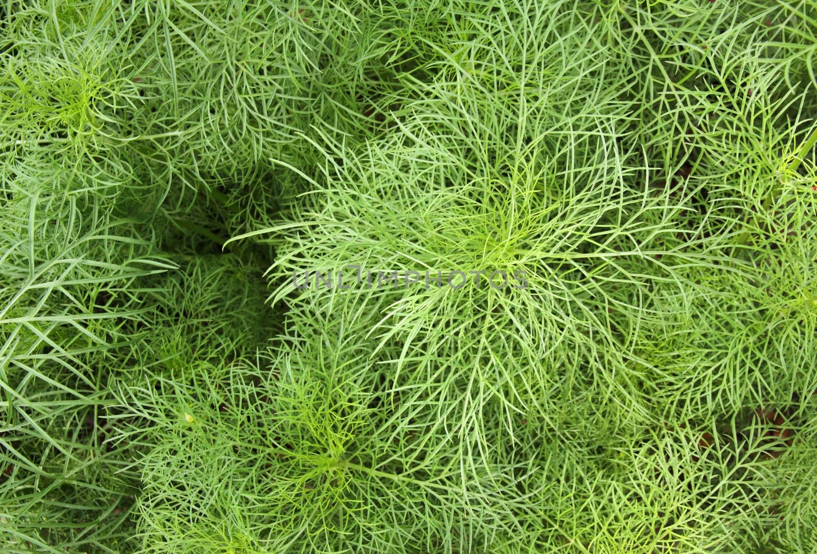 Abstract green leaf background and texture (Close up of cosmos leaf)