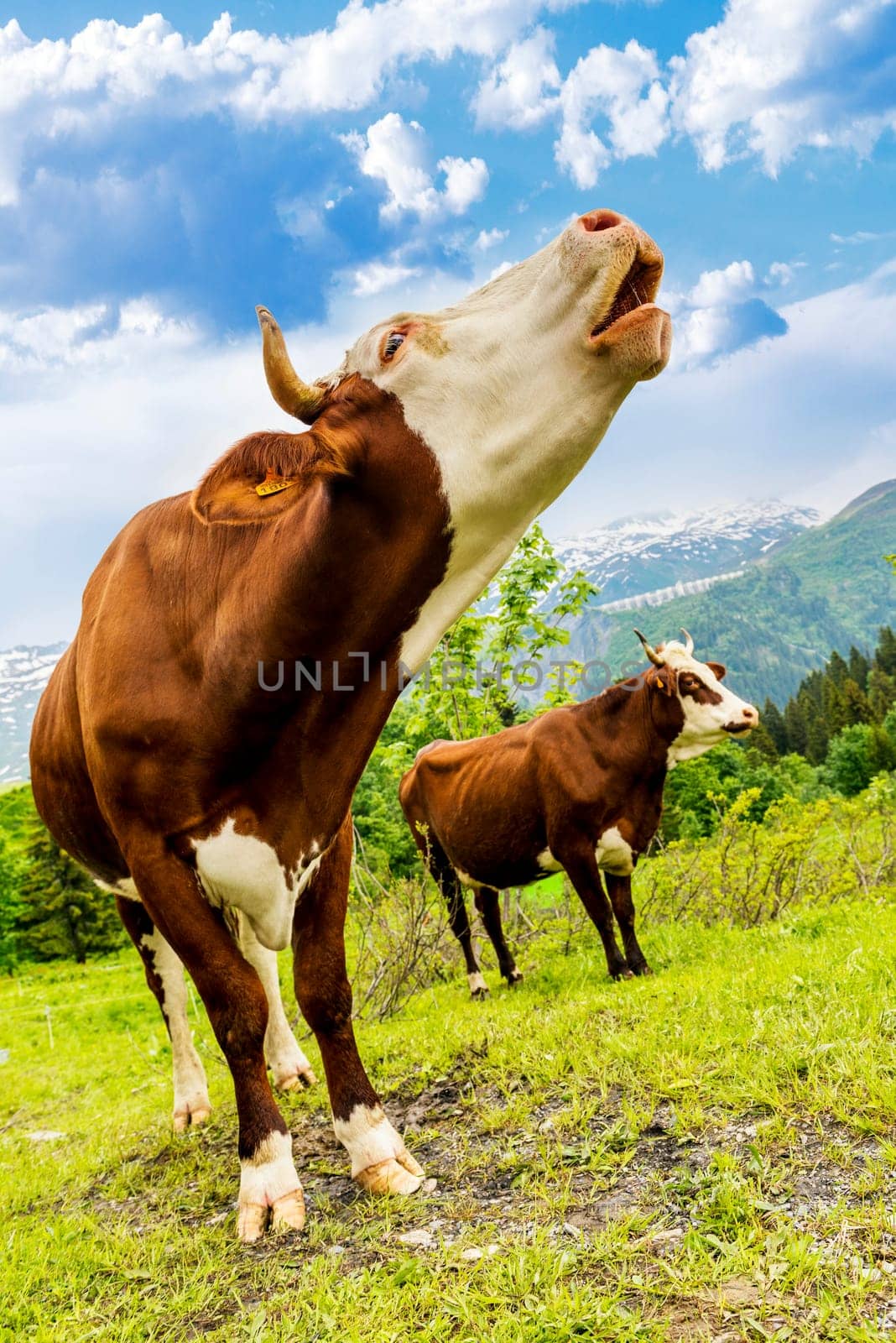 Cow, farm animal in the french alps, Abondance race cow, savy, beaufort sur Doron