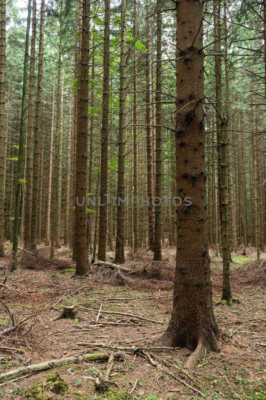 Forest,landscape with conifers in autumn