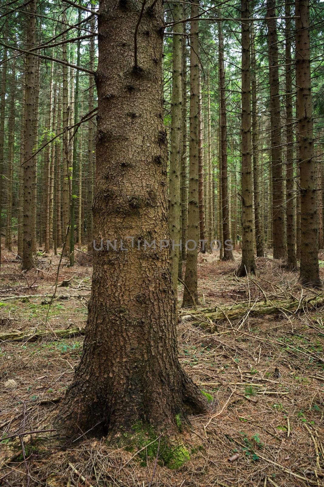 Forest,landscape with conifers in autumn