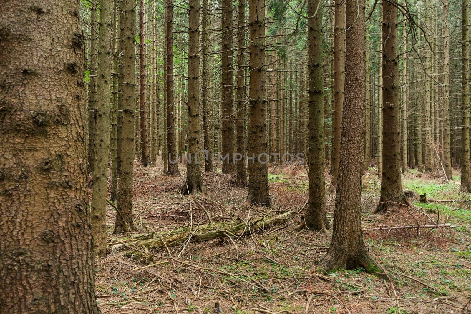 Forest,landscape with conifers in autumn