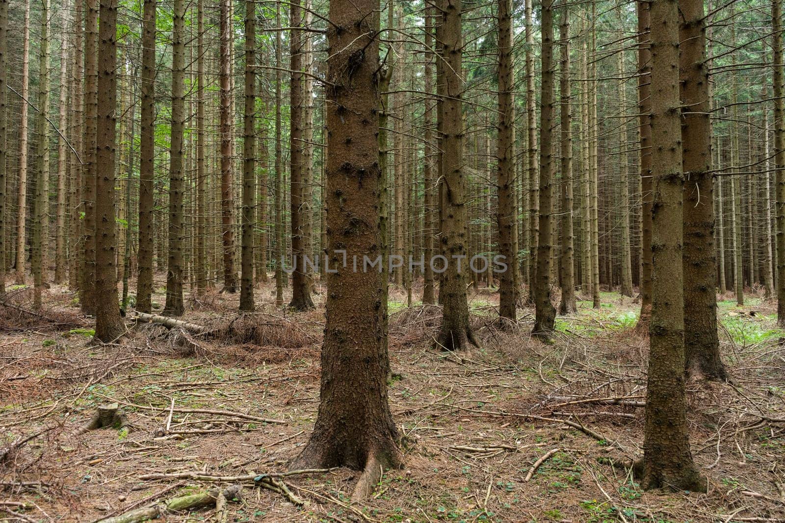 Forest,landscape with conifers in autumn