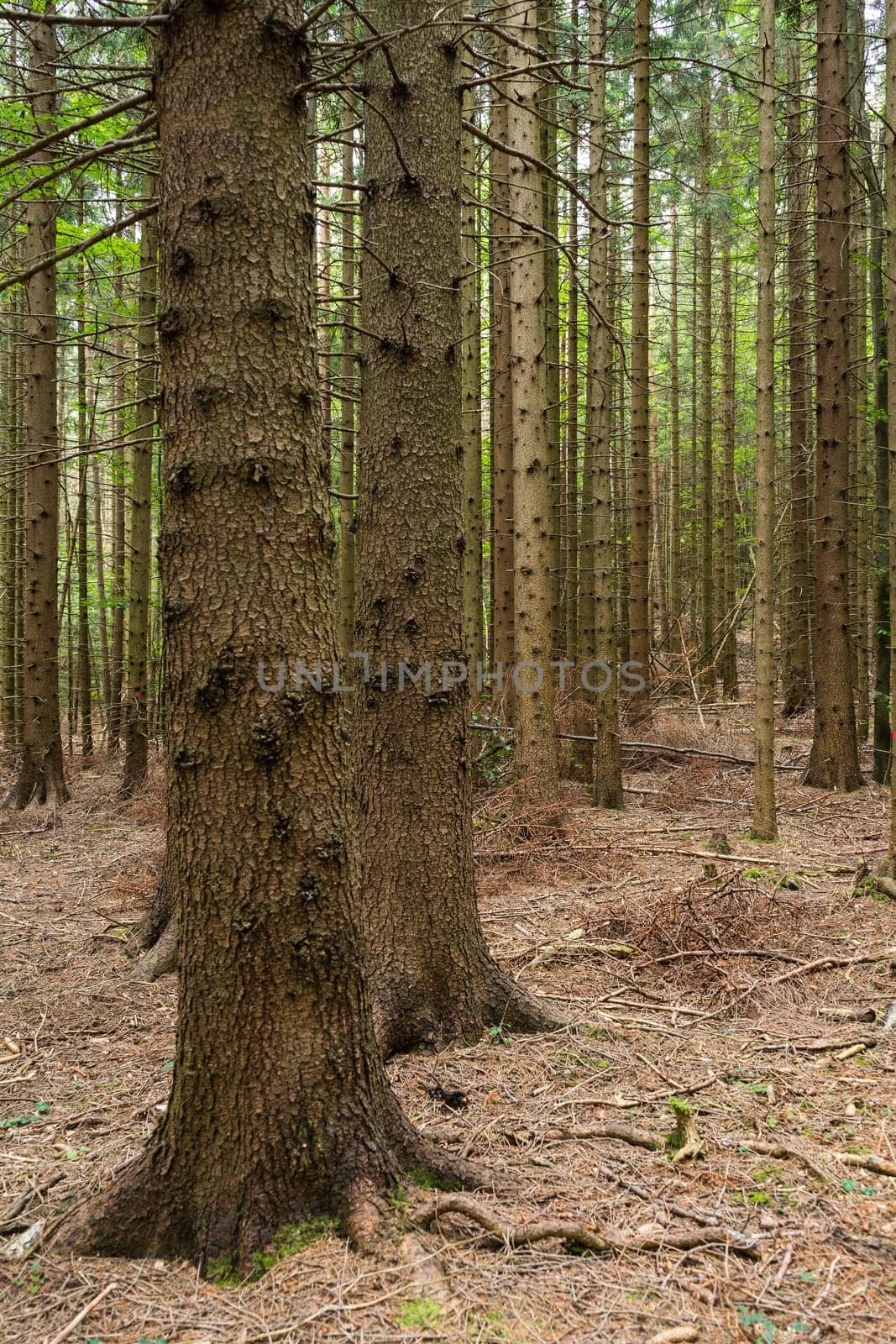 Forest,landscape with conifers in autumn