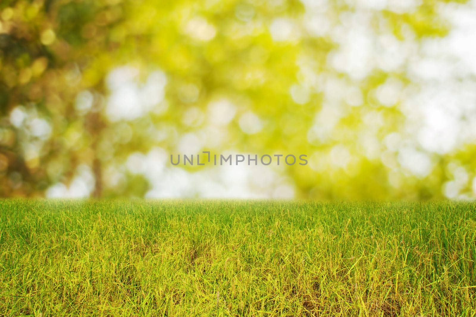 Rice field with spring light bokeh background