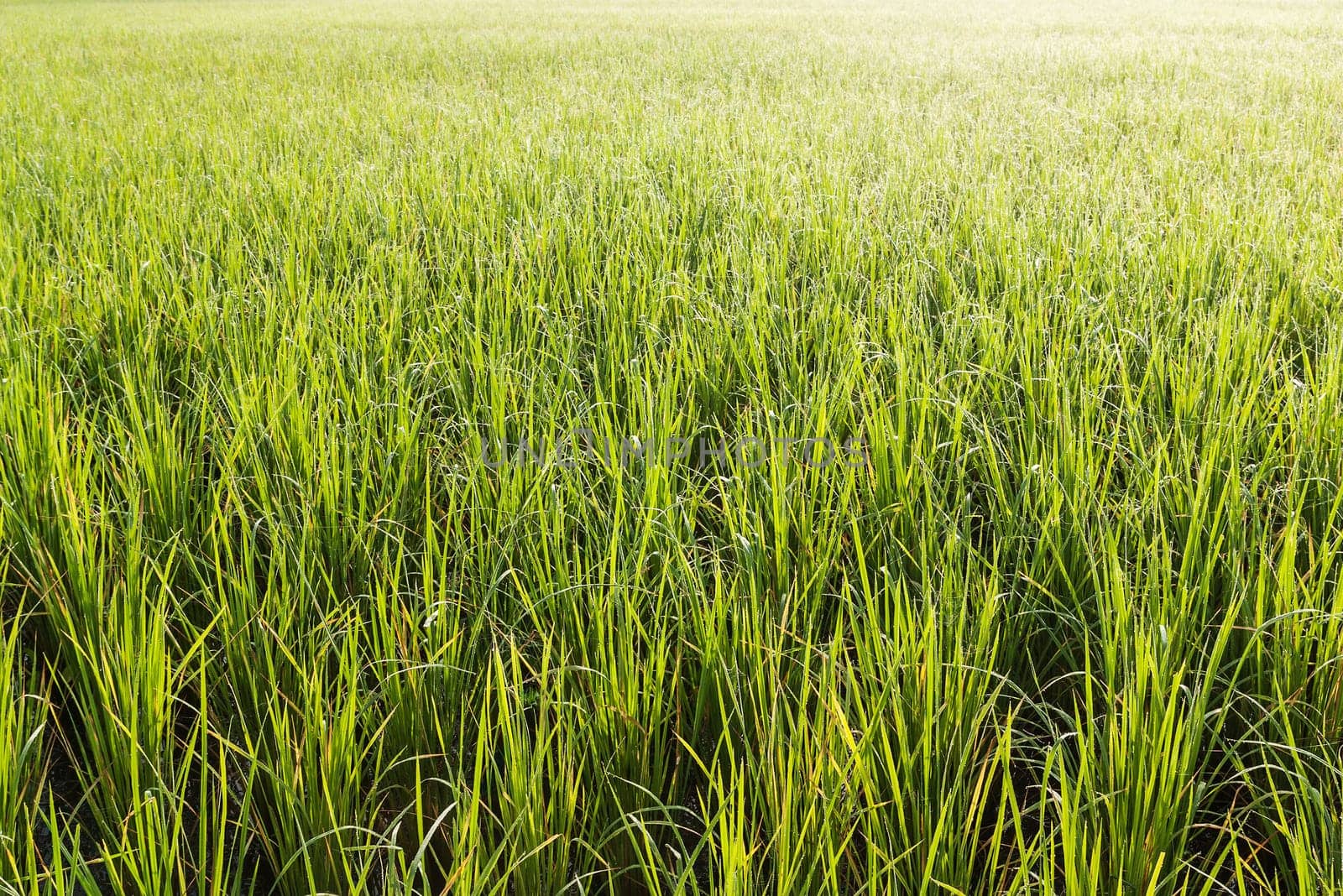 Pattern of green and yellow grass with color of morninglight