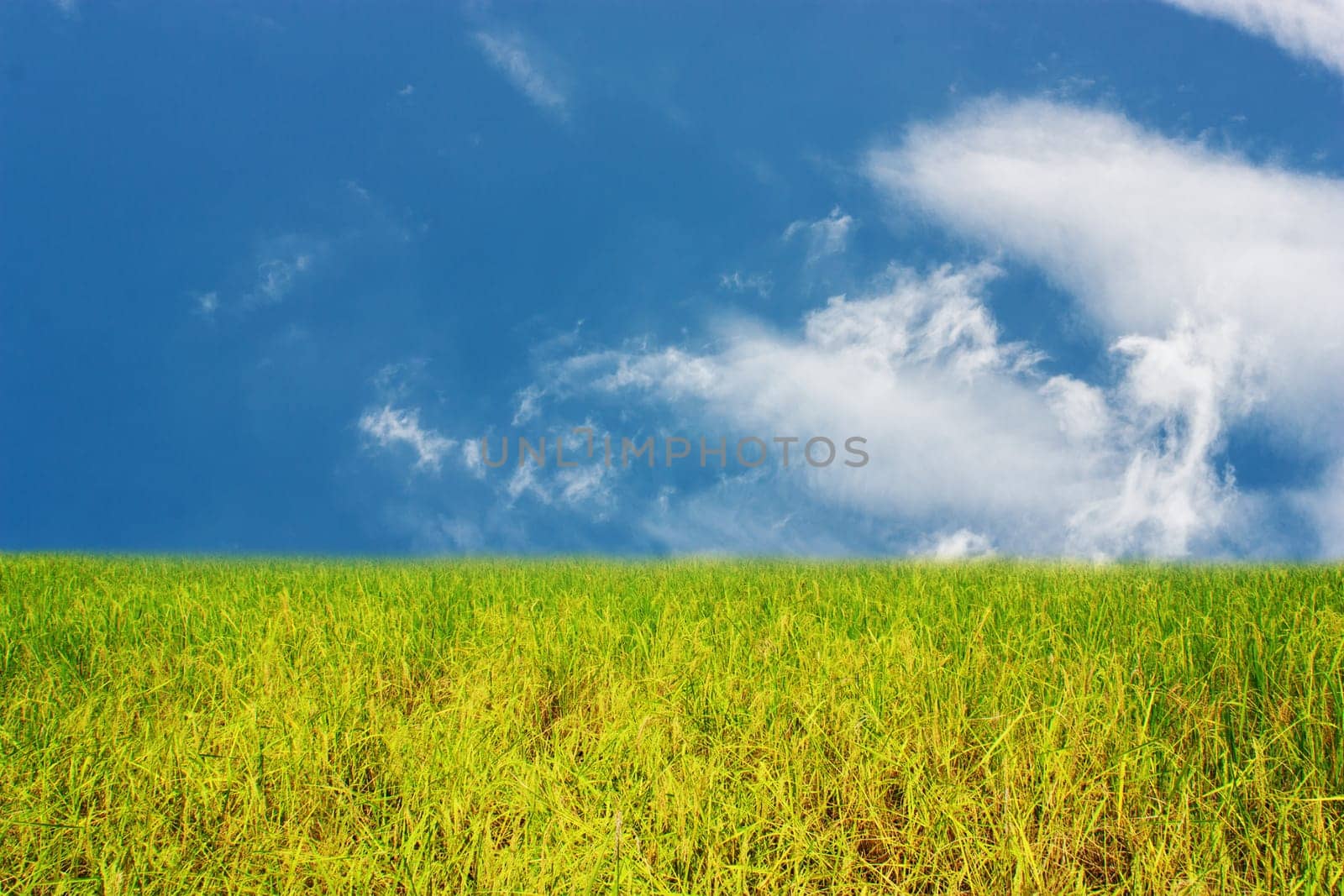 Rice field with blue sky and white cloud background for design