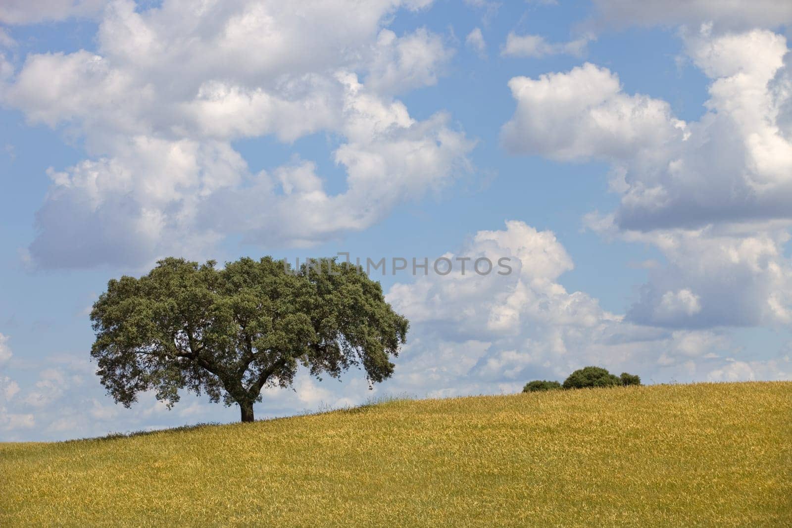 alentejo farm view, in the south of portugal