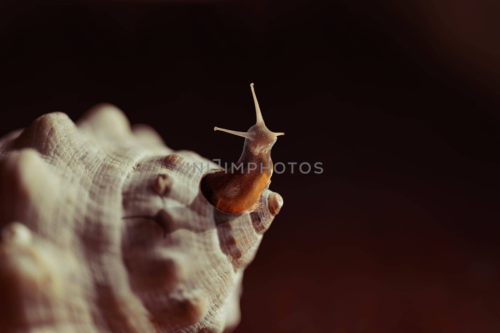 Think outside the box snail leaving seashell funny creative concept.
