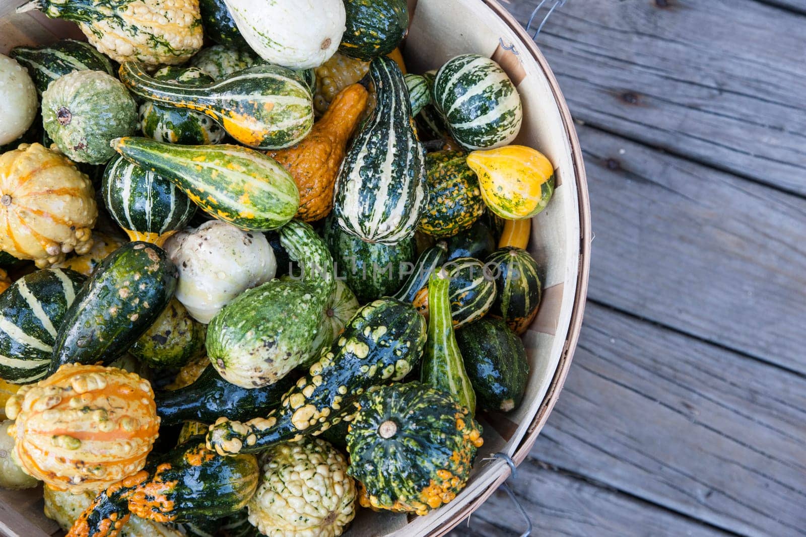 Autumn harvest various squash in a basket
