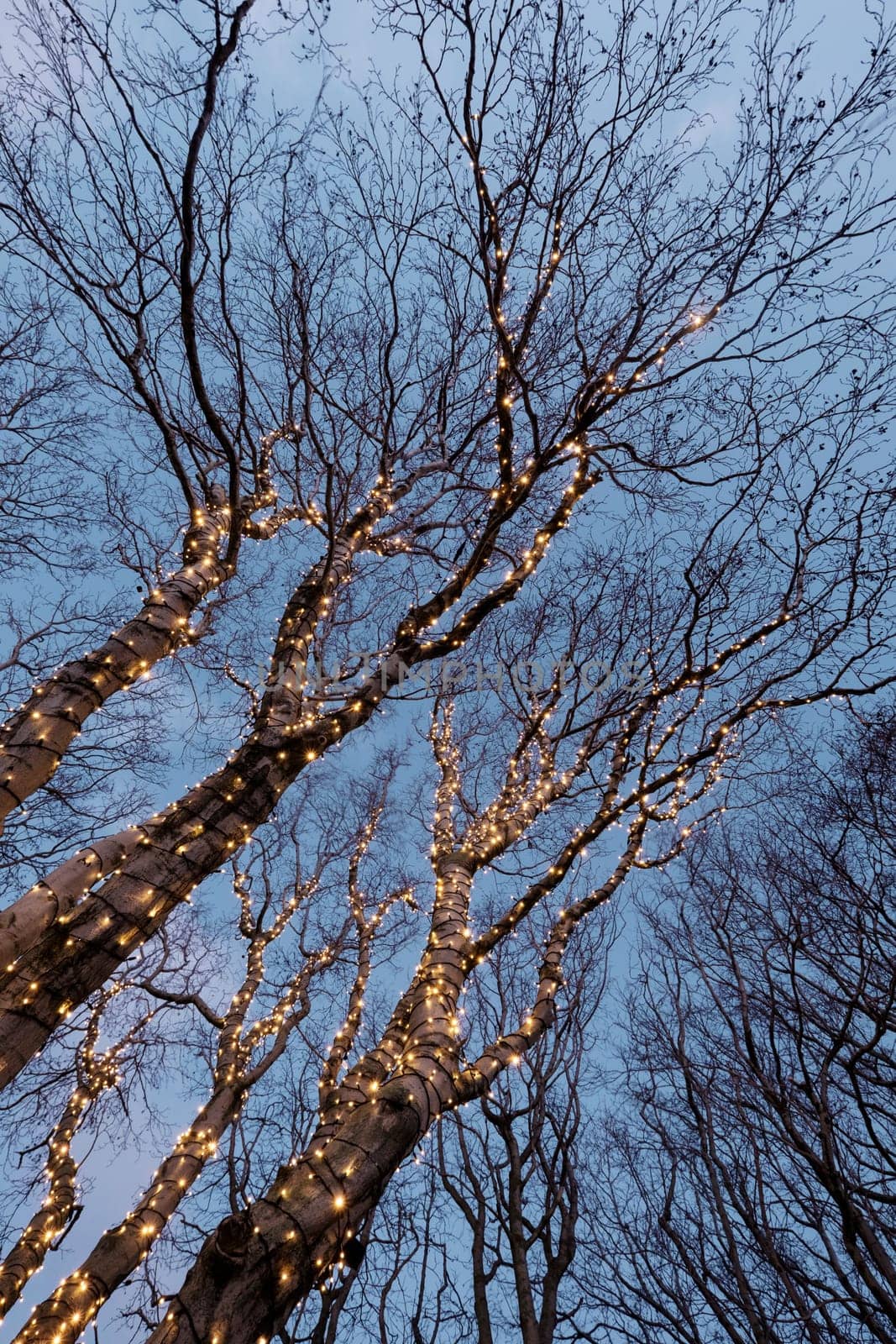 Beautiful christmas decorations in a tree