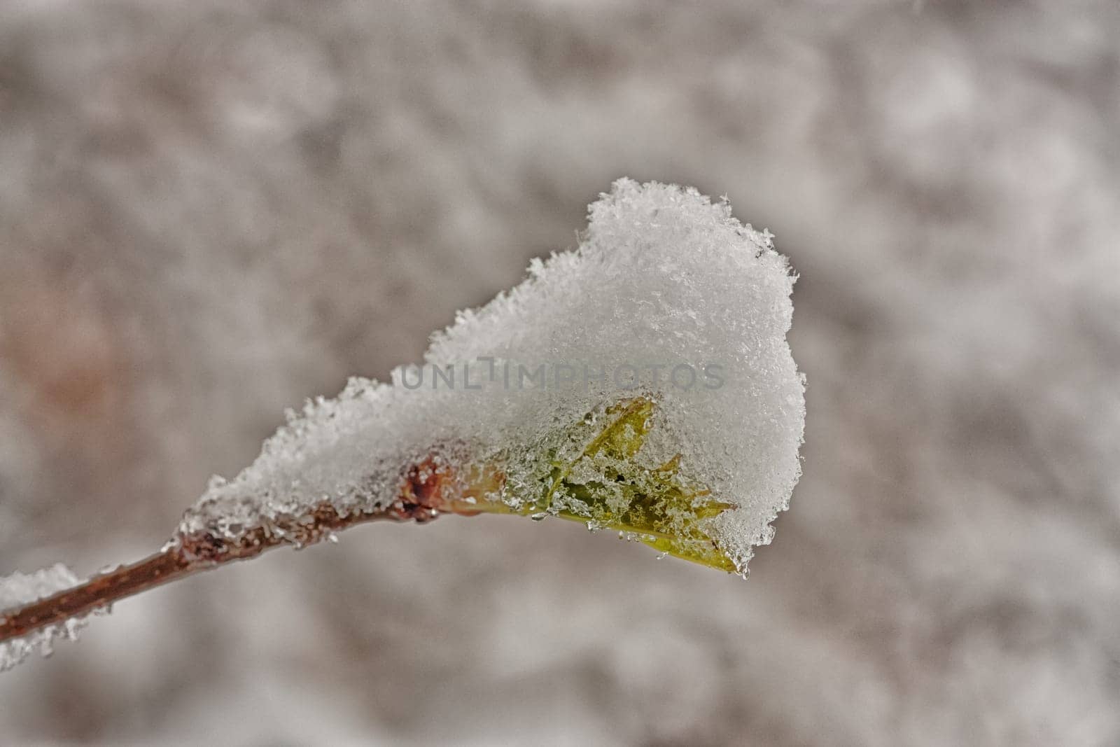 Green spring bud covered in snow.