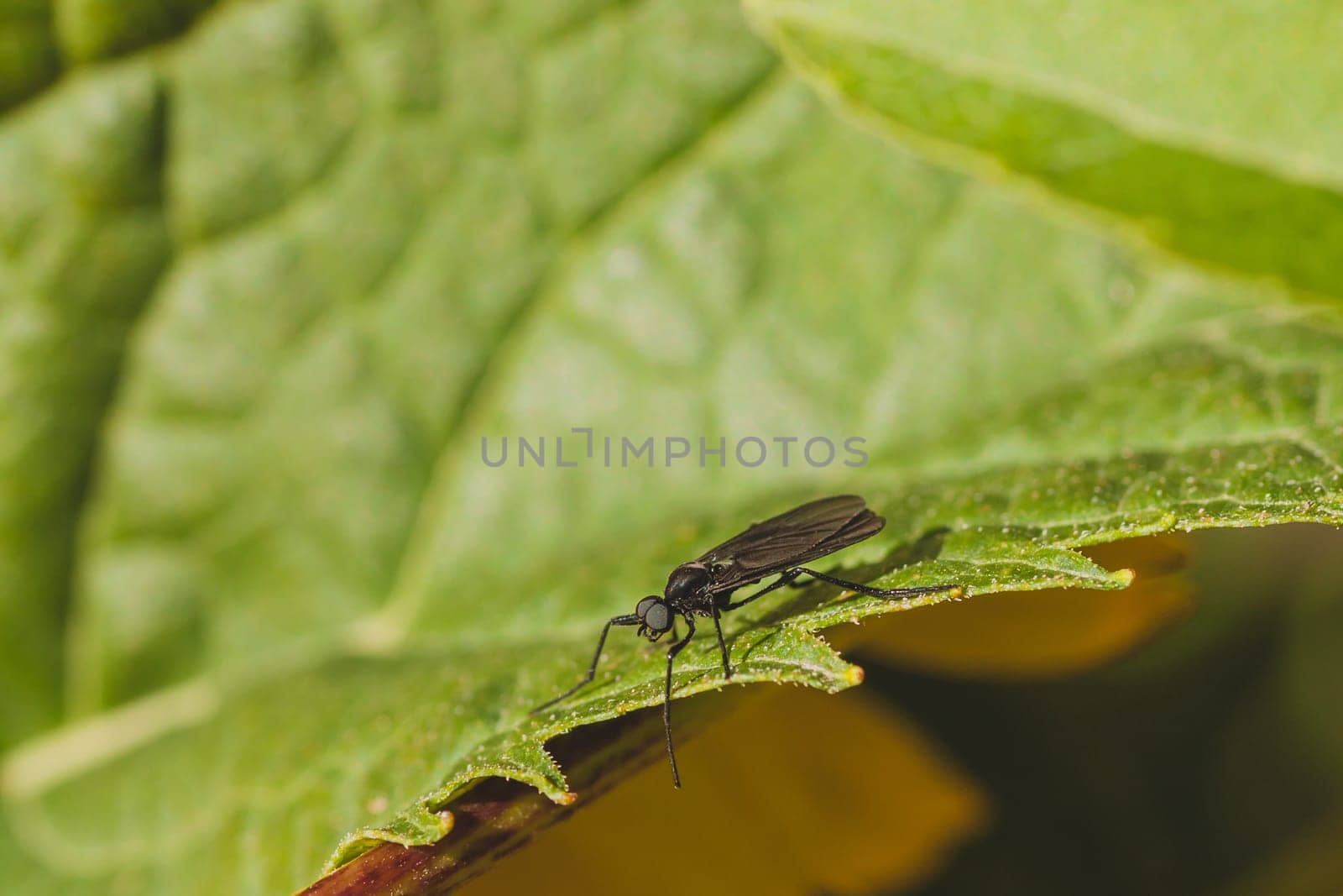 Macro of a black march fly sitting on a green leaf.