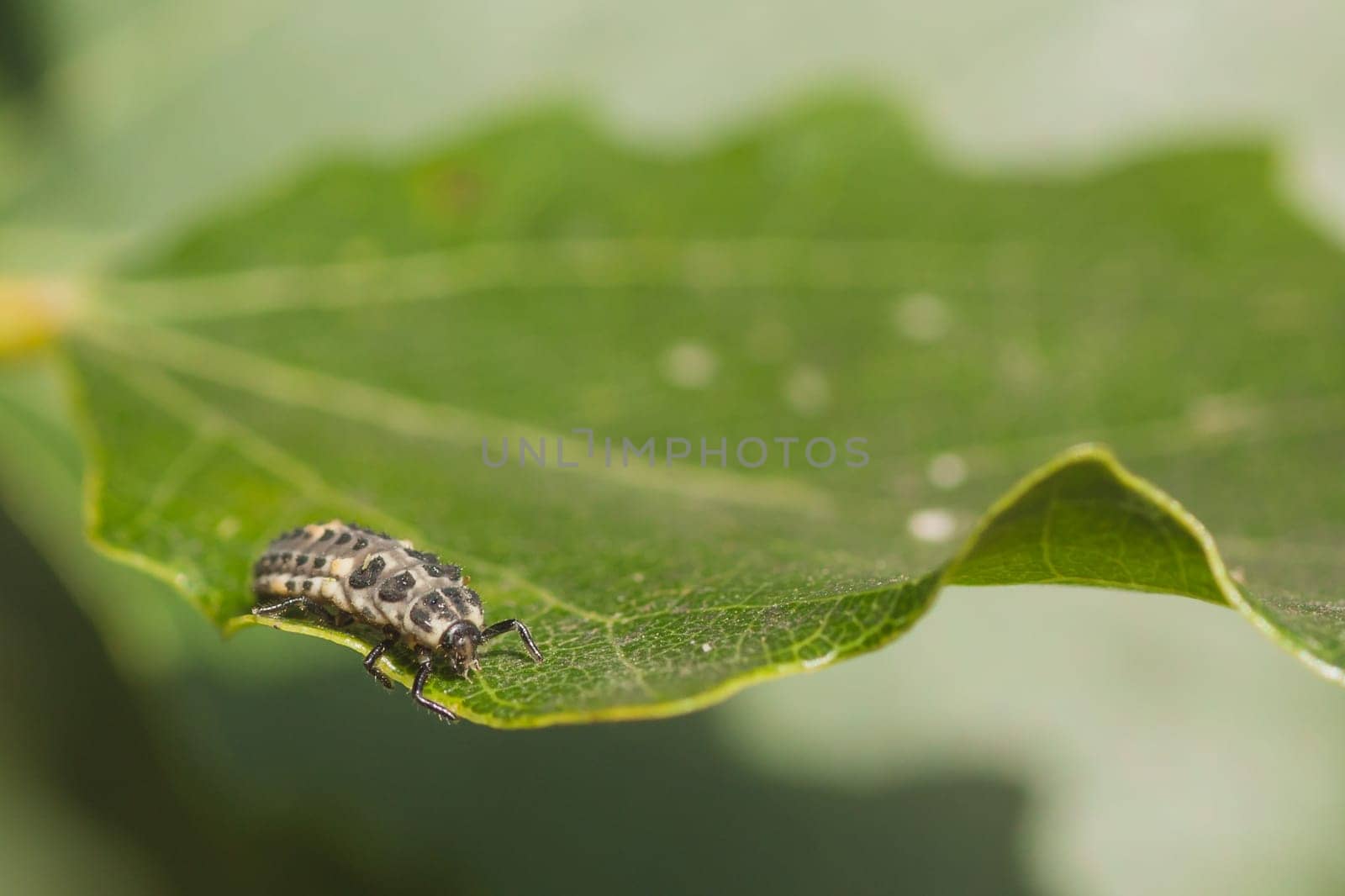 Macro of a ladybug larvae on a leaf.