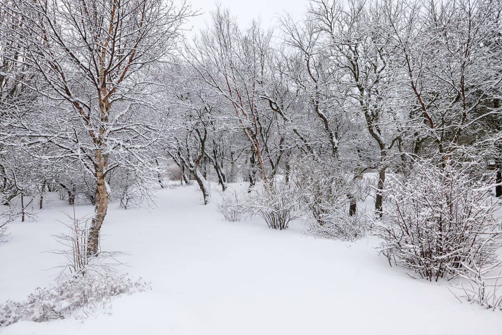 Beautiful winter day in the forest after a fresh snowfall