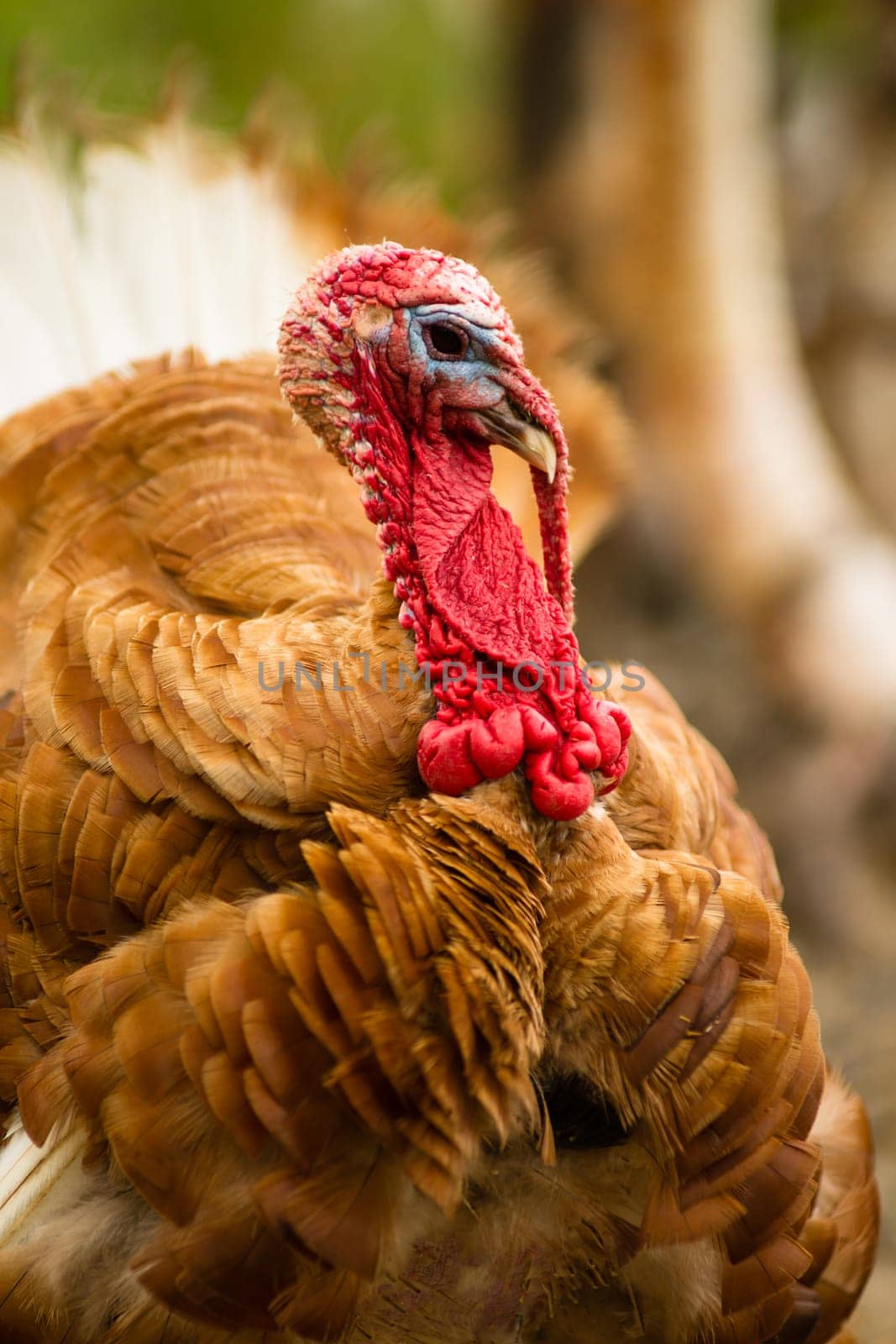 One of the most interesting loolking birds a large Turkey showing plumage