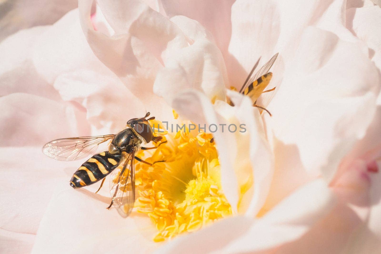 Macro of two hoverflies on a pink rose.