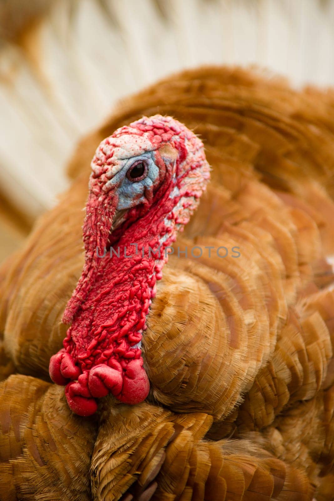One of the most interesting loolking birds a large Turkey showing plumage