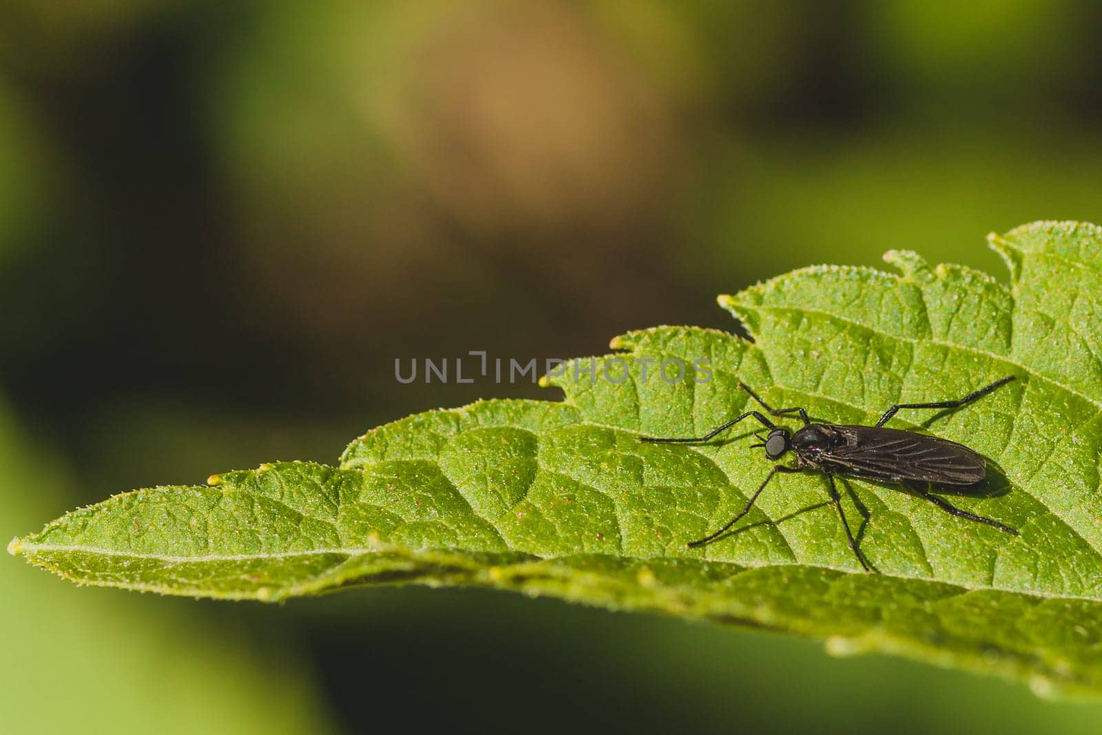 Macro of a black march fly sitting on a green leaf - side view.