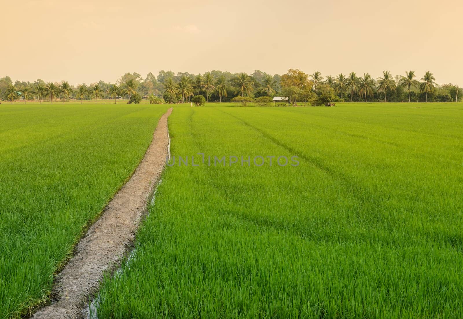 Landscape of green rice field with trail in Thailand
