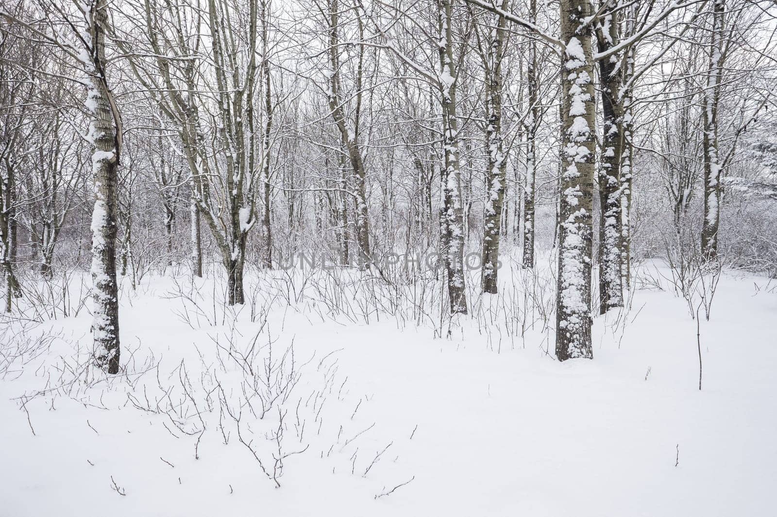 Beautiful winter day in the forest after a fresh snowfall.