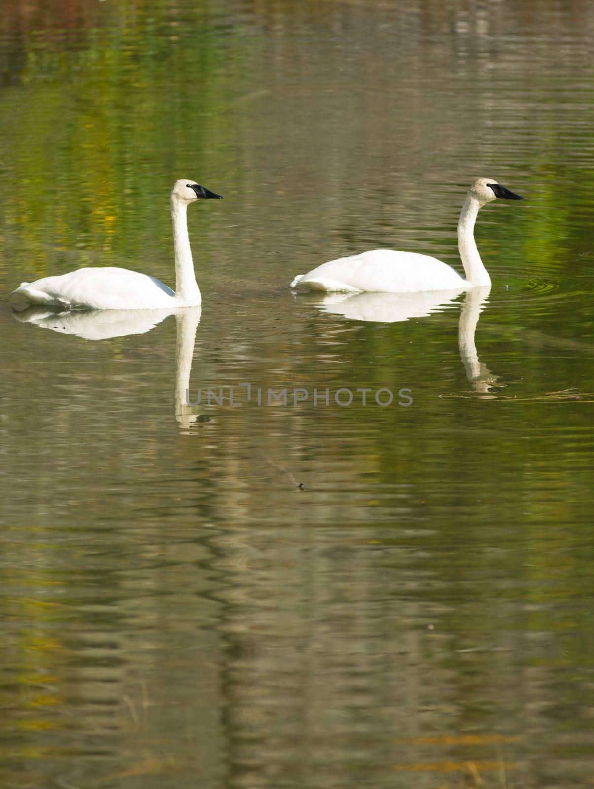 A calm lake supports two Trumpeter Swans during the fall in Alaska