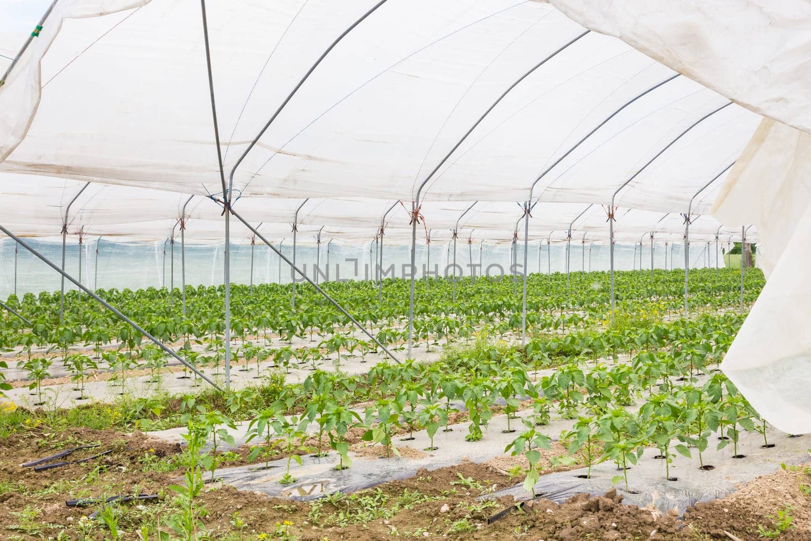 The rows of young bio paprika growing in large plant nursery. All seasons production of fruit and vegetables in the greenhouse.