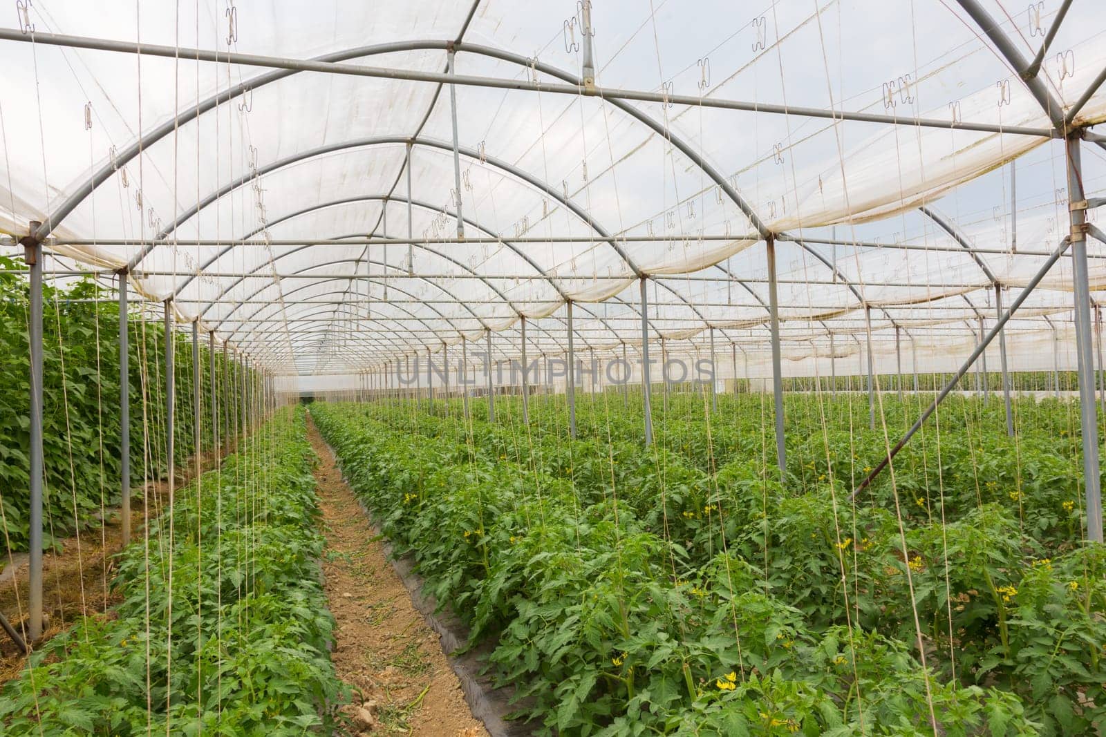 The rows of young bio lust tomatoes growing in large plant nursery. All seasons production of fruit and vegetables in the greenhouse.