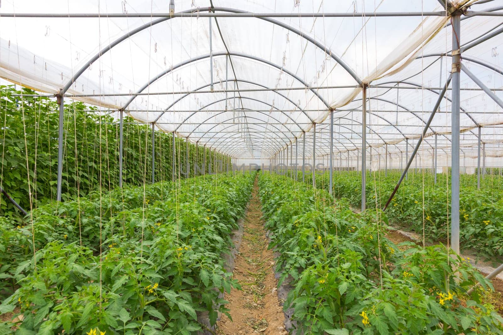 The rows of young bio lust tomatoes growing in large plant nursery. All seasons production of fruit and vegetables in the greenhouse.