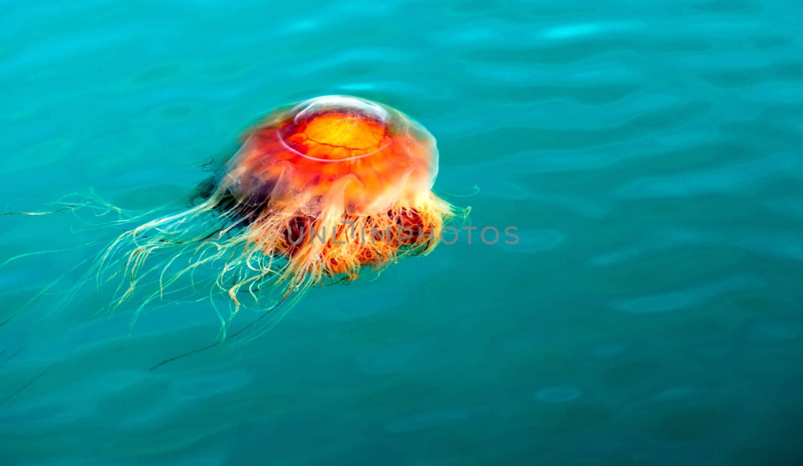 A brilliant orange Jellyfish throbs along in Reserrection Bay Alaska