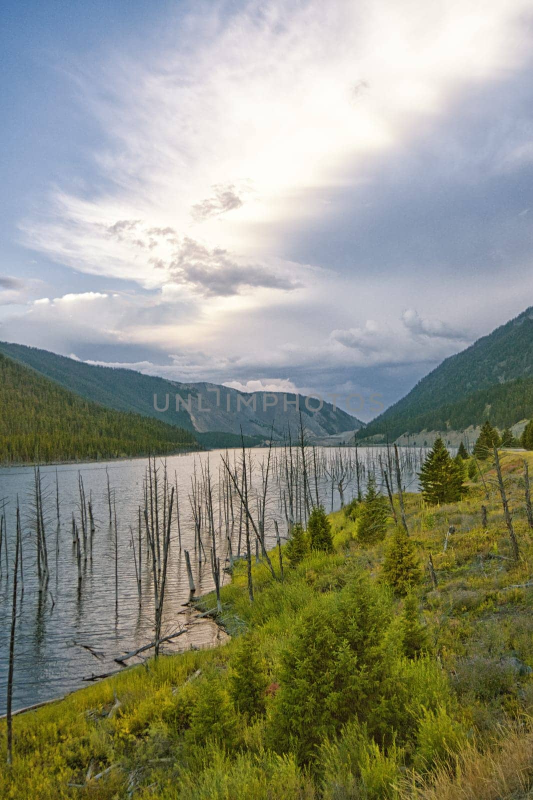 Landscape of historic Earthquake Lake with dead trees in the water, Montana, United States.