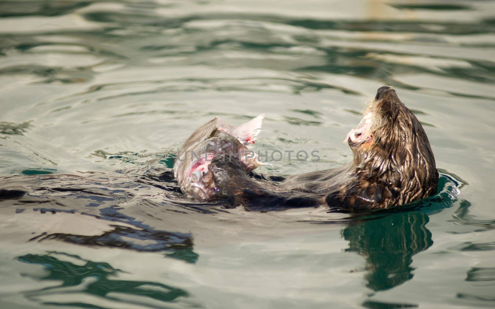 A Sea Otter eats breakfast in a boat slip in the marina