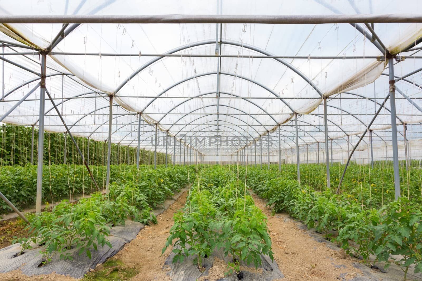 The rows of young bio lust tomatoes growing in large plant nursery. All seasons production of fruit and vegetables in the greenhouse.