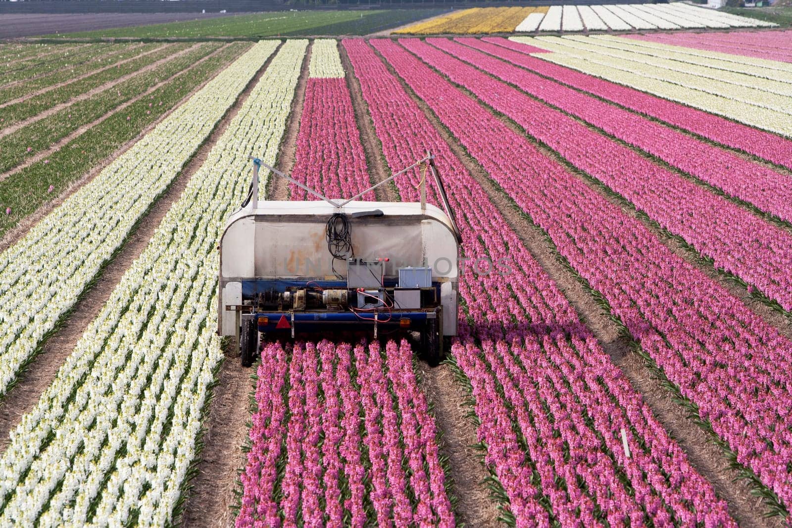 Hyacinth fields and an electric car