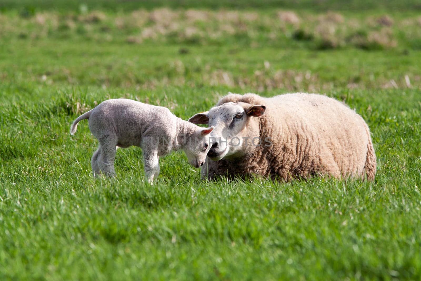 Mother sheep and her cute lamb