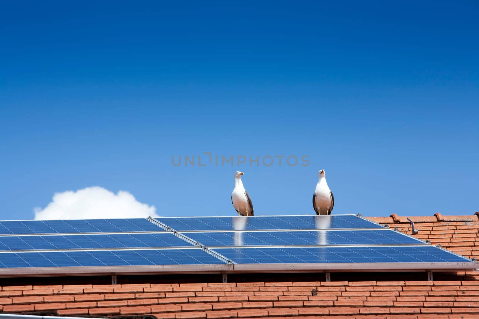 Two seagulls near a solar panel on a roof
