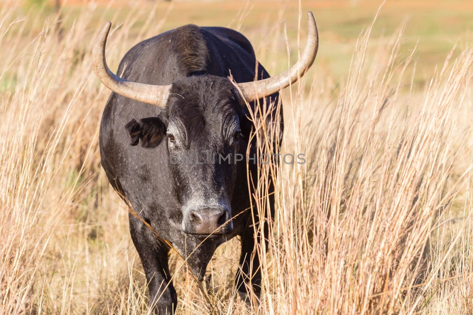 Cattle bull animal horns head behind grass danger