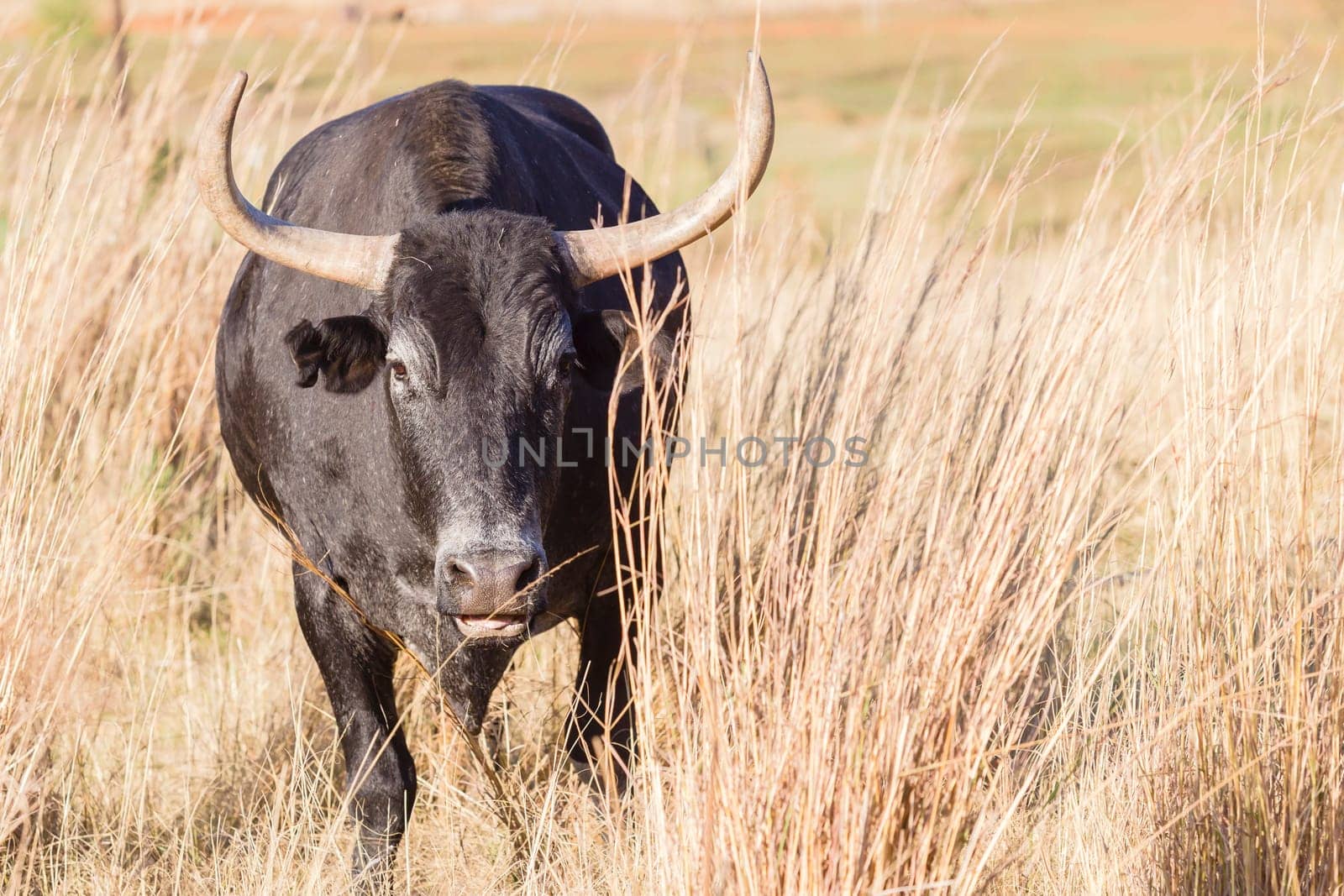 Cattle bull animal horns head behind grass danger