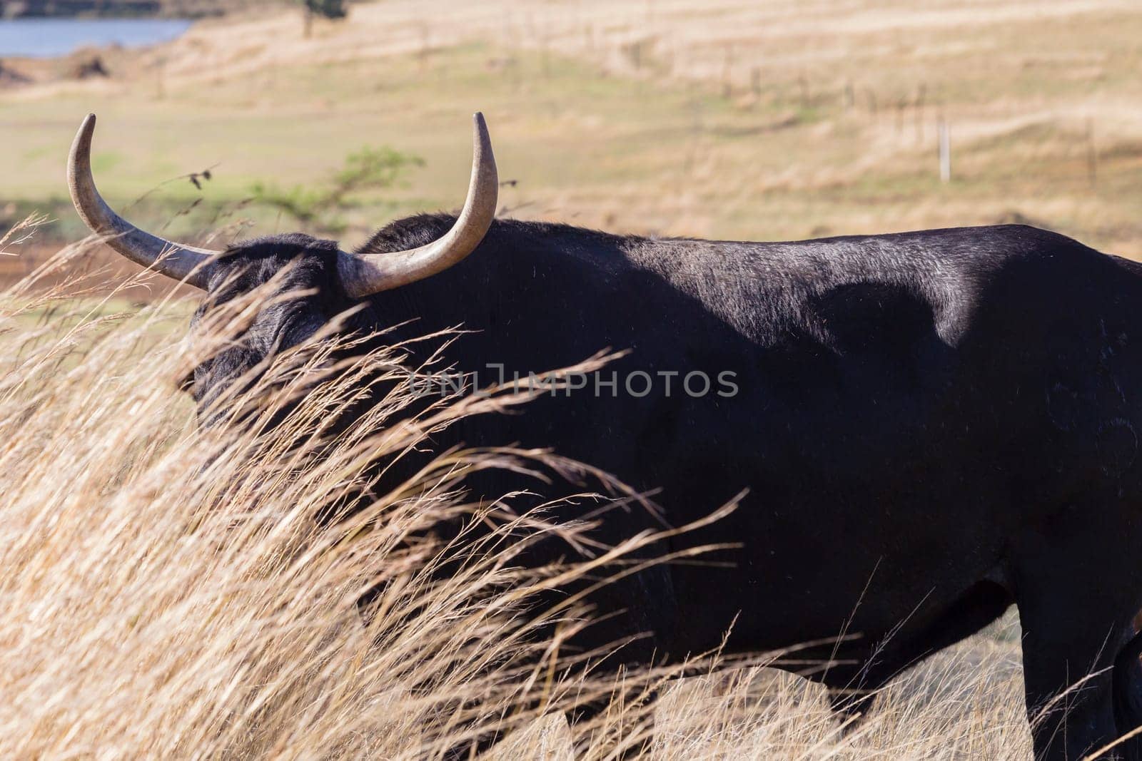 Cattle bull animal horns head behind grass danger
