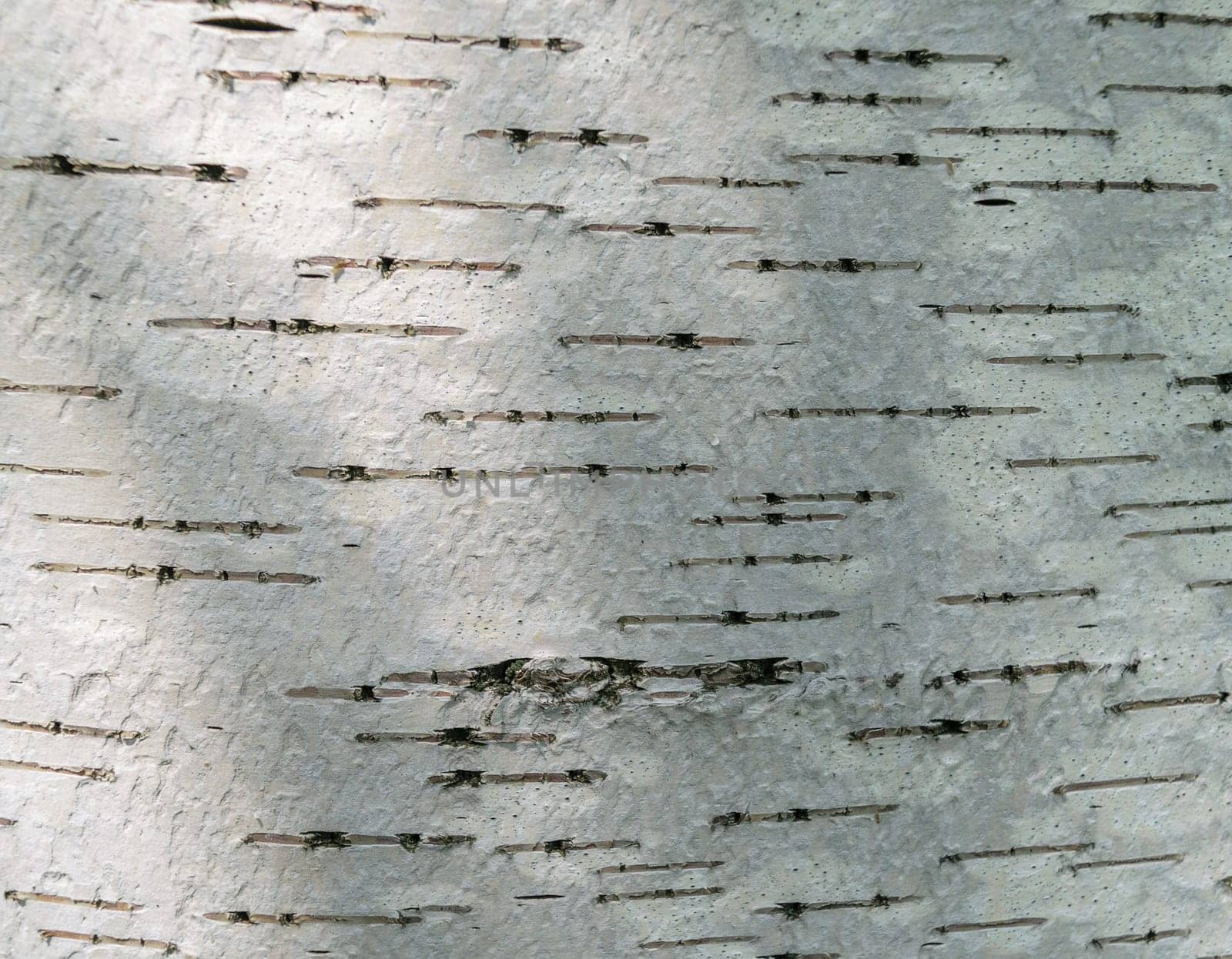 Rectangular fragment of birch bark